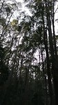 Jungle gelûden! It klinkt alsof it apen binne mar it binne fûgels!