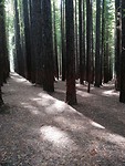 Redwood forrest