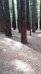 Yn dit redwood forrest kinst wol gek wurde alles is sa strak, kinst sa ferdwale