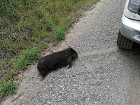 In deade wombat neist de dyk.. Sa grut as in dikke baarch!! Levensgefaarlik as je der oerhinne ride