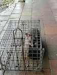 De possum dy we fongen ha!