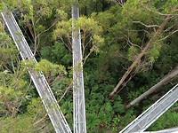 Tree top walk
