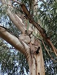 Koala spotten dy us efkes oanseach