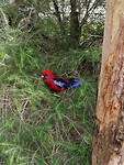 Moaie parrot!