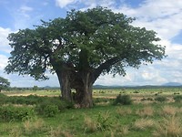Ruaha Nat. Park