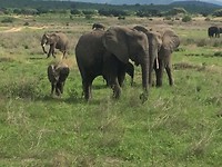 Ruaha Nat. Park