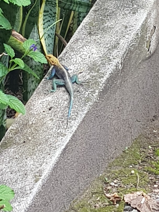 Gekko