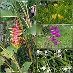 flora