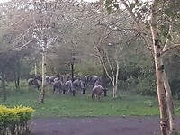 Gnoes in de voortuin