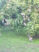 Mango tree
