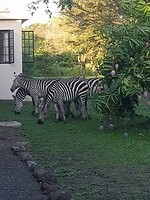 Zebra's in de tuin bij Rebecca en Wendy