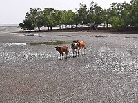 Mangrove