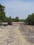 Mangrove