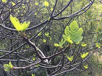 Ontluikend groen