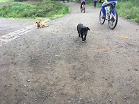 Lieve honden