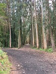 Eucalyptusbomen