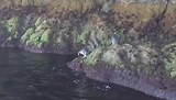 Pinguïns in Doubtful Sound