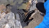 Nieuw Zeelandse “long vin eels”
