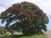 Pohutukawa boom