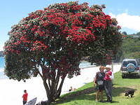 Pohutukawa