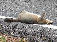 Possum, zo zien we ze veel