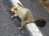 Possum, meestal zijn ze plat...