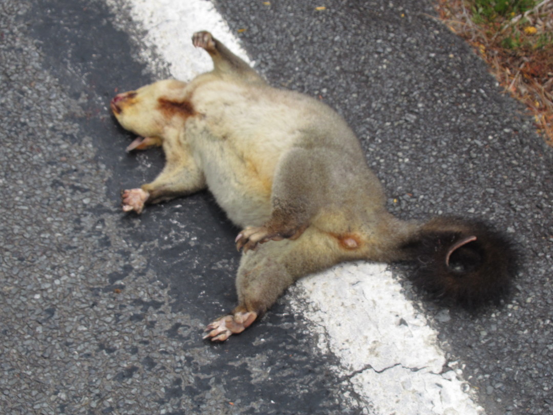 Possum, meestal zijn ze plat...