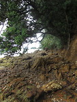 Wandeling naar Surfdale