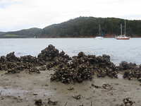 Wandeling naar Surfdale, Oesters
