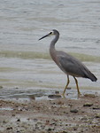 Wandeling naar Surfdale