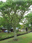 Ingepakte boom