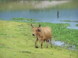 Toer Lago Suchitlan