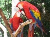 Vogelpark in Copan