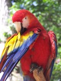Vogelpark in Copan
