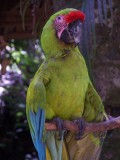 Vogelpark in Copan