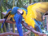 Vogelpark in Copan