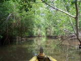 Mangrove toer in Barro de Santiago