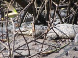 Mangrove toer in Barro de Santiago
