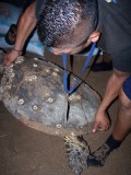 Een schildpad wordt gemeten en de chip gelezen