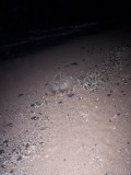 Schildpad gaat terug naar zee na het leggen van haar eieren