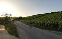 079 André tussen de champagnedruiven