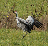 279 kraanvogel