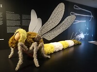330 Ferdi, Damsel Dragon Fly