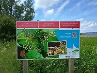 37 - groeit alleen hier