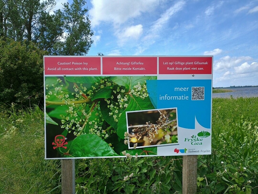 37 - groeit alleen hier