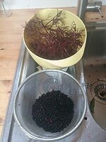 Vlierbessenjam, eindelijk!