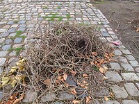 Eksternest uit de boom gewaaid