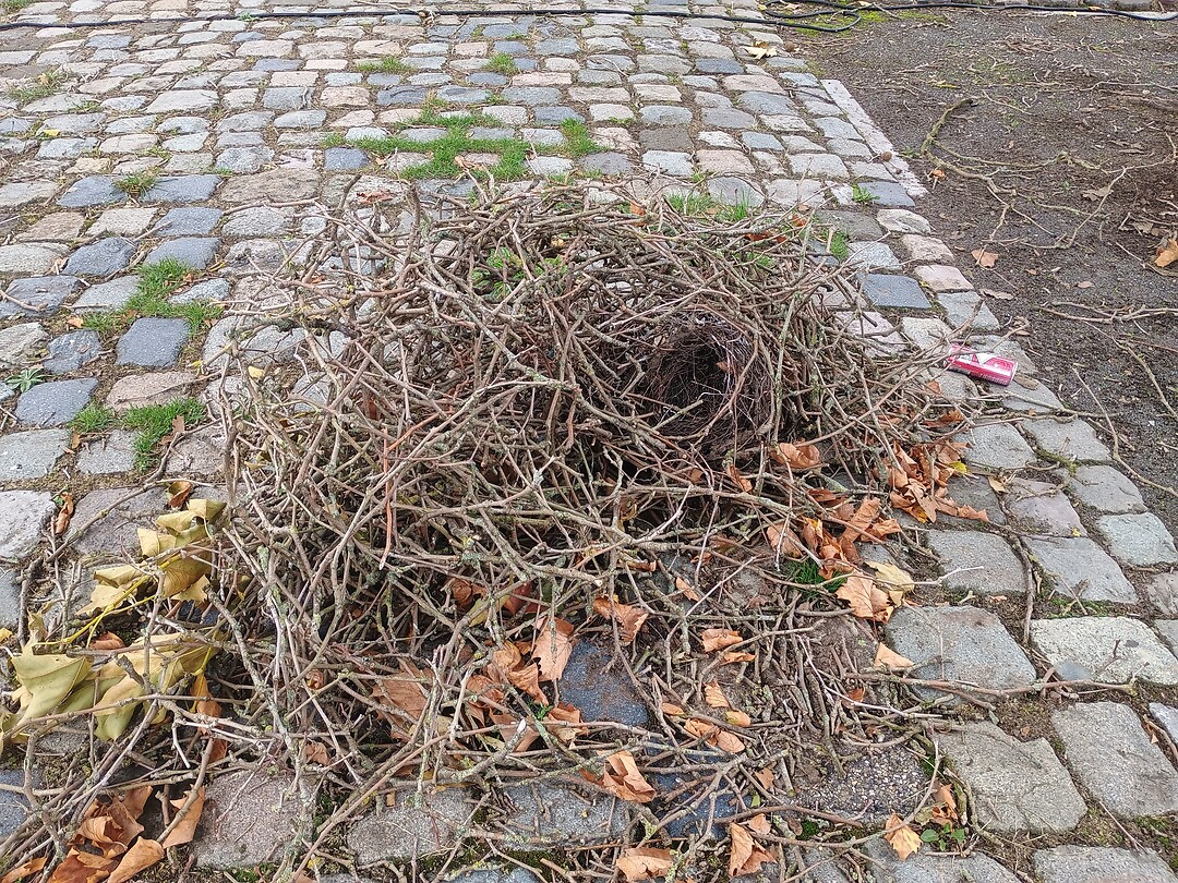 Eksternest uit de boom gewaaid
