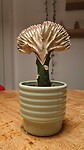 Euphorbia Lactea bij Paul & Mirjam