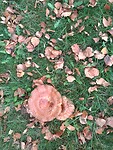 Tjeukemeer herfst